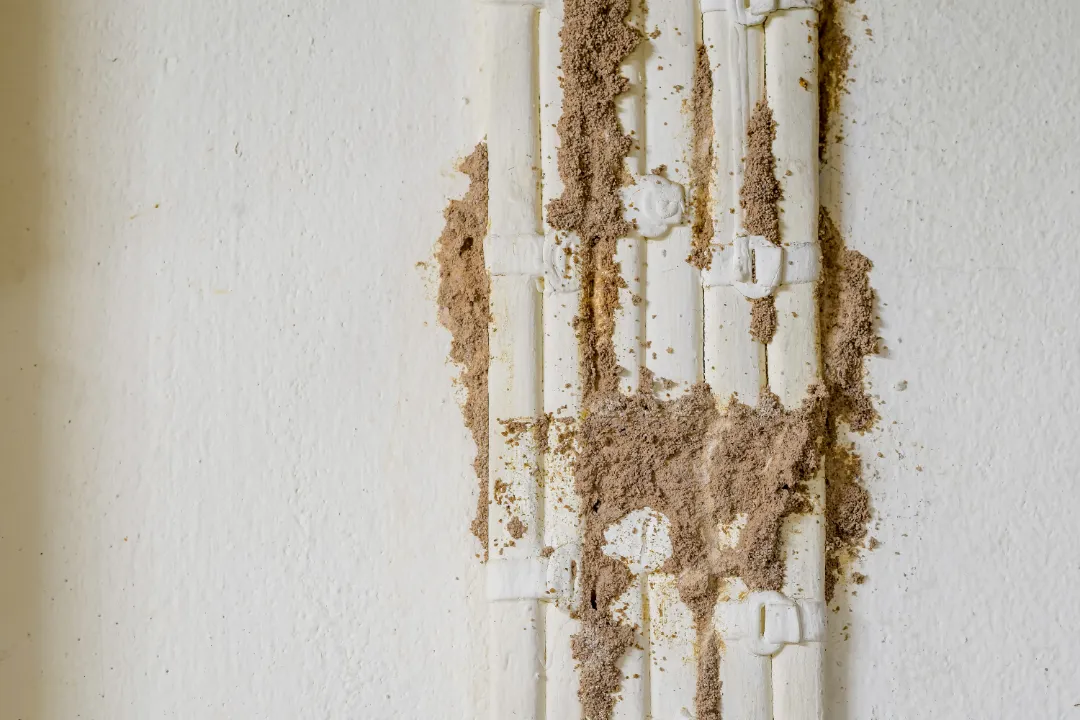 Termite Inspection Penrith