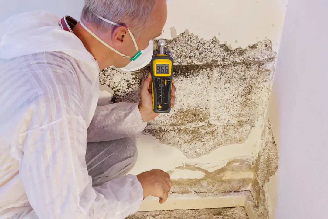 Termite Inspection Penrith